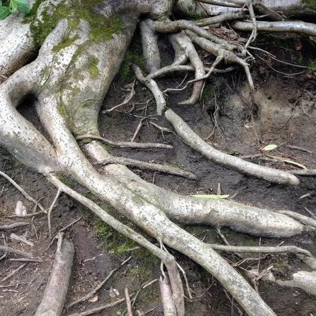 Exposed tree roots